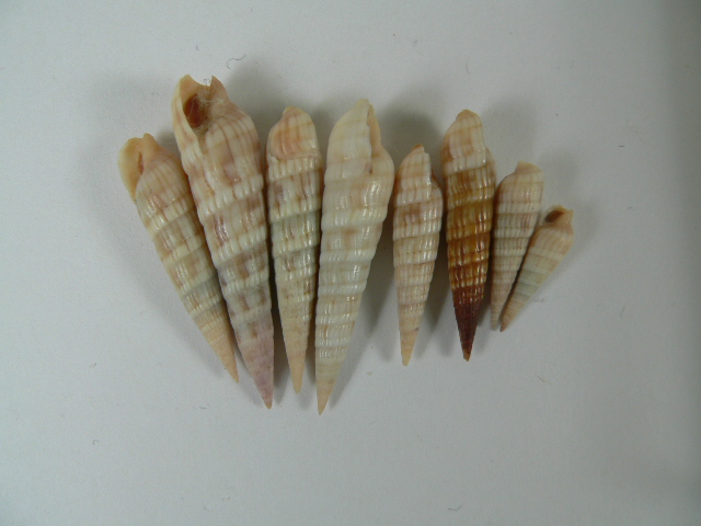   of sea snails. These shells were collected in different locations